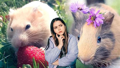 Python vs Guinea Pig 的图像结果