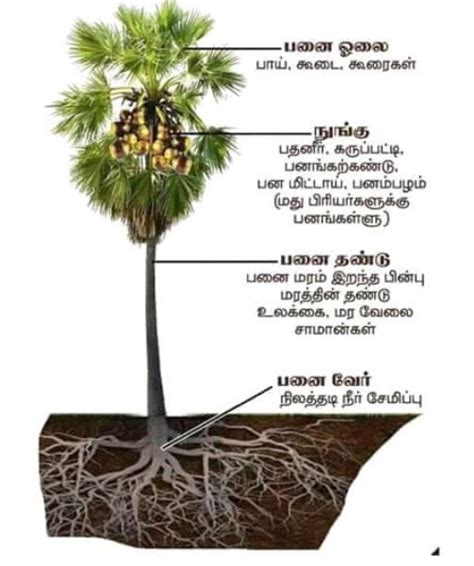 Roar Tamil - அன்று மொழியைக் காத்த பனை மரம் ! இன்று தமிழர்கள் மறந்த பனை ...