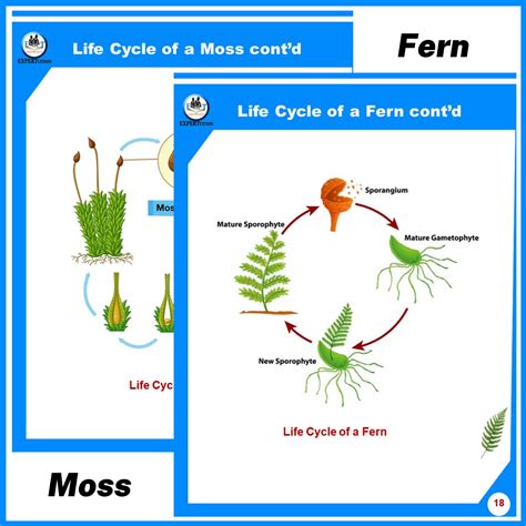 Mosses (nonvascular plants) & Ferns (vascular plants) - Structure ...