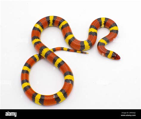 Wild scarlet kingsnake or scarlet milk snake - Lampropeltis elapsoides - Isolated on white ...