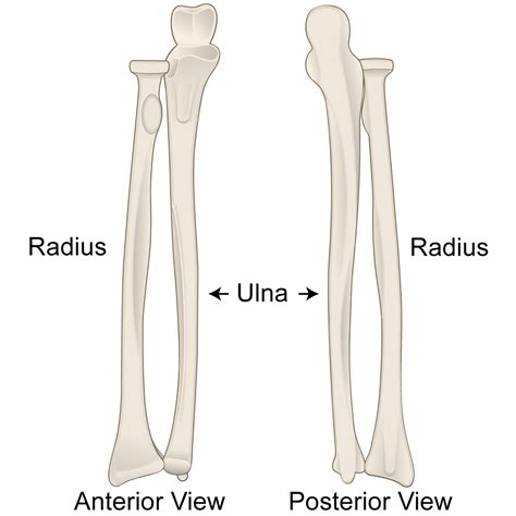 Radius and Ulna Bones Anatomy Lesson – Human Bio Media