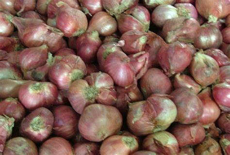 manfaat bawang putih obat bisul alami cepat sembuh