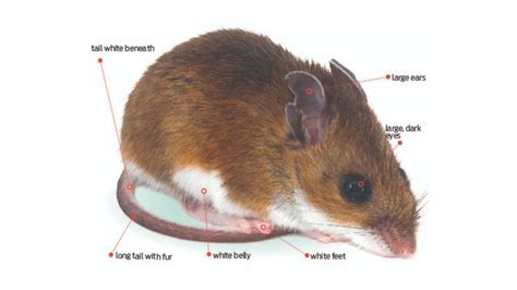 Deer Mice vs. House Mice - Pest Control Technology