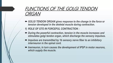 Golgi Tendon Organ _ Organe Tendineux De Golgi Définition – MFTZTR