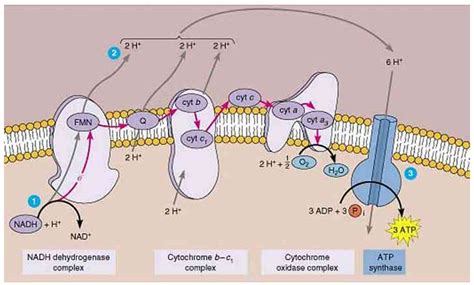 Fig. 5. Electron Transport Chain