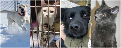 Math Cats Book Signing, Jernabi Coffeehouse, Potsdam, 6 February 2026 ...