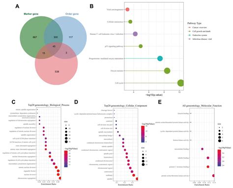 Bone Marrow Mesenchymal Stem Cell-Derived Exosomes Inhibit Triple ...