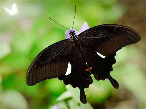 Black Butterfly Spiritual Meaning and Symbolism (+Totem & Spirit ...