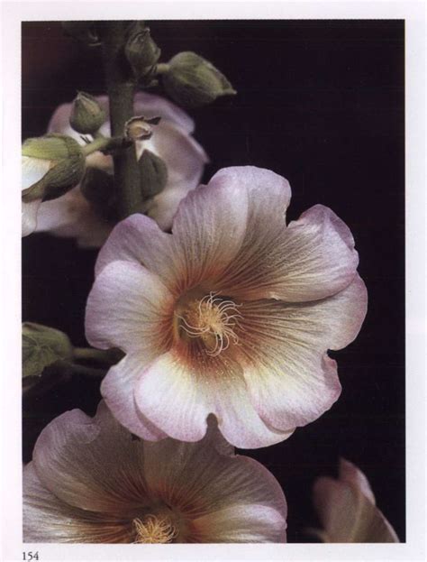 The Spiritual Significance of Flowers - Book by 'The Mother'