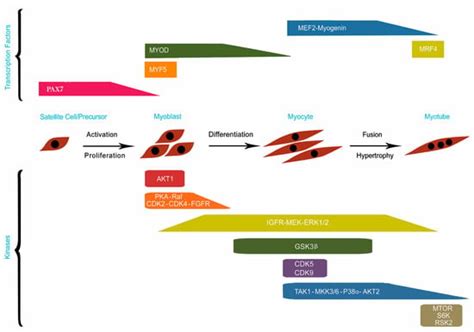 Key Genes Regulating Skeletal Muscle Development and Growth in Farm Animals