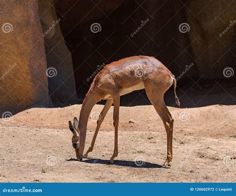 Southern Gerenuk Litocranius Walleri. Ungulate Very Skinny Tall ...