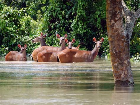 Ecosystem - Why Kaziranga needs its annual floods | The Economic Times