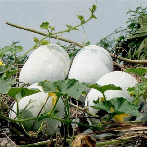 Buy Ash Gourd Big Fruit Seeds – High Yield, Large Fruit Variety