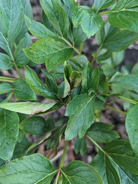 Peony Leaves Curling