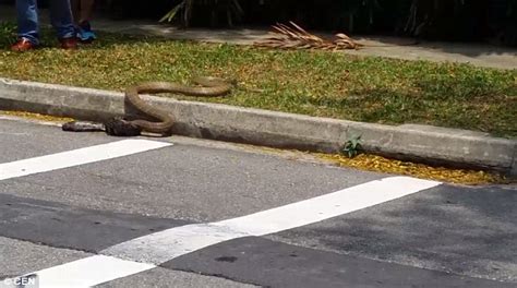 Python Kills Cobra 的图像结果