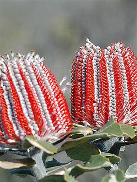 Plants That Are Extinct