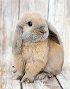 Image result for holland lop bunny rabbits