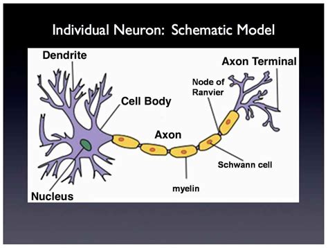Image result for Neuron Project with Thread
