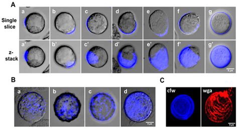 Novel Insights into the Wattle and Daub Model of Entamoeba Cyst Wall ...