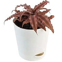 UGAOO Cryptanthus Brown - Earth Star Plant with Self Watering Pot ...