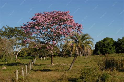 Premium Photo | Lapacho tree tabebuia heptaphylla with pink flowers ...