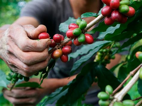 Día Internacional del Café: algunos retos en México