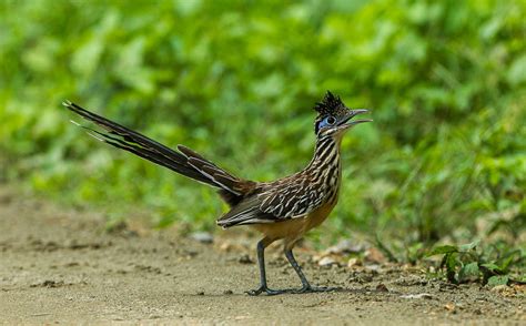 Road Runner Real Life 的图像结果