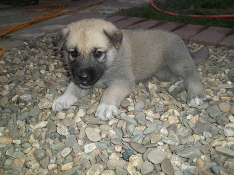 Kangal germanischer Bärenhund Welpen in Voerde | Tiere | Kleinanzeigen