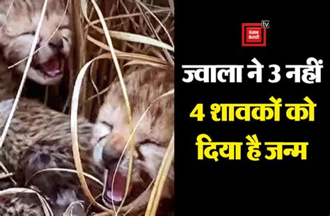 'ज्वाला ने 3 नहीं 4 शावकों को दिया है जन्म', कूनो में नामीबियाई मादा ...