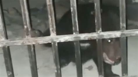 Petition · Free Rescued Bear Cub from Forced Captivity at Lahore Zoo ...