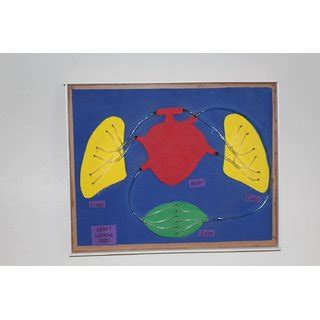 Working Model of Heart 的图像结果