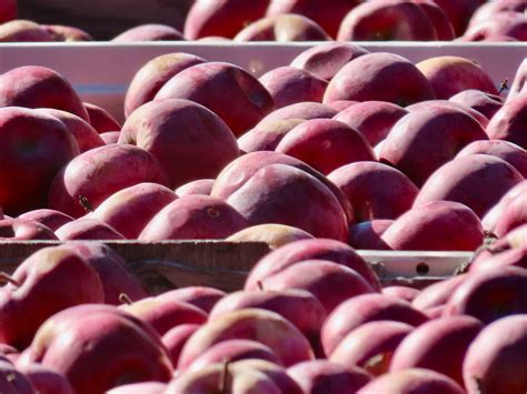 Michigan farms selling $100M of apples to federal agency - mlive.com