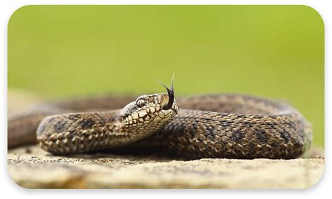 Snake Control