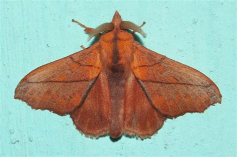 Argonestis flammans | Moths