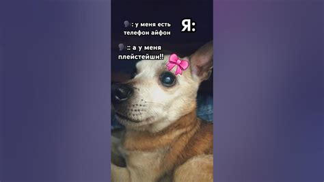 Пикми собака🎀🎀🎀 - YouTube