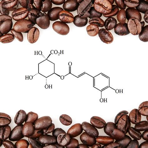 Chlorogenic Acid in Coffee: Uncovering Its Health Secrets - The Coffee Guru