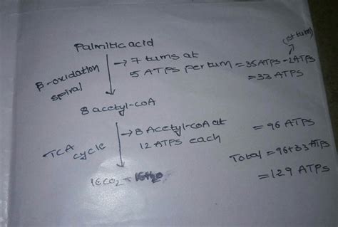 From the oxidation of one molecule of palmitic acid( fatty acid), the ...