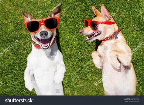 Couple Funny Laughing Dogs Sunglasses On Stock Photo 447025174 ...