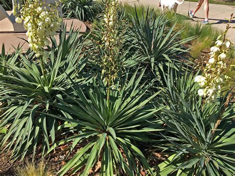 Soft Leaf Yucca