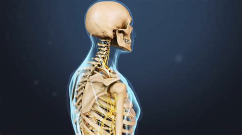 Image result for Selective Nerve Root Block