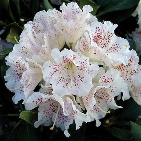 Rhododendron DOUBLE DOTS