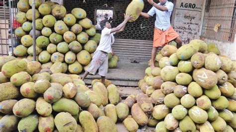 புதுக்கோட்டையில் பலாப்பழ விளைச்சல் அமோகம்.. ஆனாலும் கவலையில் விவசாயிகள் ...