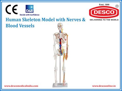 Human Skeleton Model With Nerves Blood Vessels | DESCO