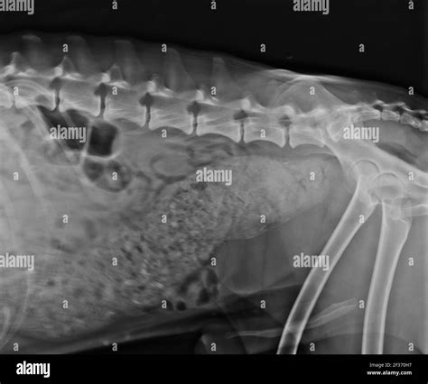 Dog Constipation X Ray at Lauren Meudell blog