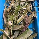 Fresh Beans Broad - Avare Chikadi, 250 grams : Amazon.in: Grocery ...