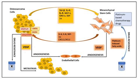 Mesenchymal Stem Cells and Extracellular Vesicles in Osteosarcoma ...