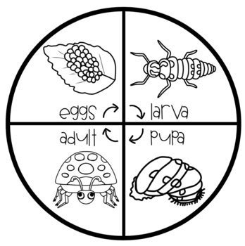 Ladybug Life Cycle Craft by Natasha's Crafts - Crafty Teacher Link