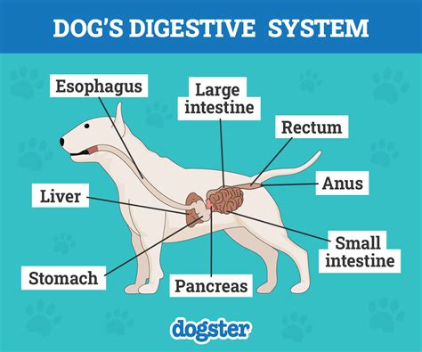 The Steps of a Dogs Digestive System 的图像结果