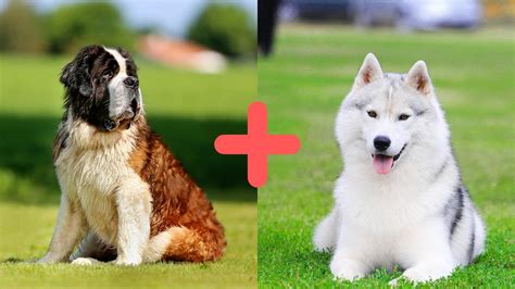 Saint Bernard Husky Mix (AKA The St Berhusky): Breed Guide