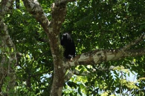 Cano Negro Tourism (2023): Best of Cano Negro, Costa Rica - Tripadvisor